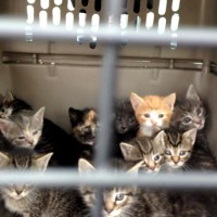 ten kittens in a carrier
