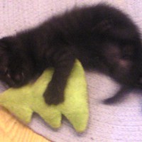 black kitten with catnip toy