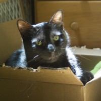 black cat in box.