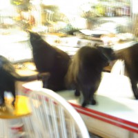 five black cats on table