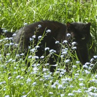 black cat in forget-me-nots
