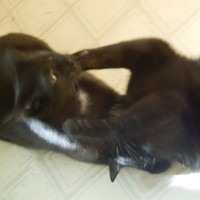 two black cats wrestling