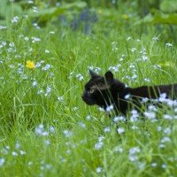 black cat walking through grass