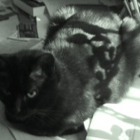 black cat with shadows