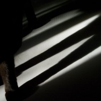 photo of cat's leg shadows