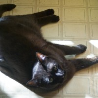 black cat on floor
