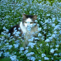 cat in flowers