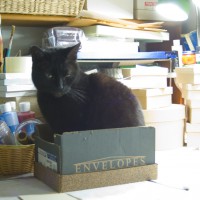 black cat in box with art materials