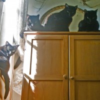 four black cats