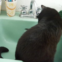 black cat in green sink