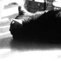 black cat in shadows
