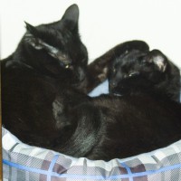 two black cats