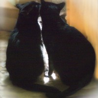 Mewsette and Giuseppe intertwine faces, paws and tails in a sweet moment.