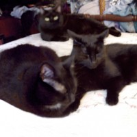 five black cats on bed