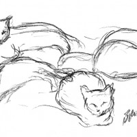 charcoal sketch of five cats