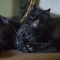 two black cats
