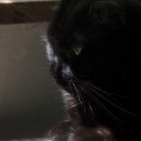 black cat profile