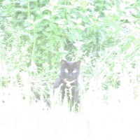black cat in grass
