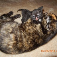 tortie cat with burned kitten