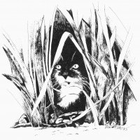 ink sketch of kitten in grass