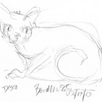 pencil sketch of cat