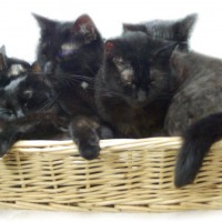 five black cats in a basket