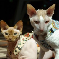 two cats