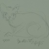 pancil sketch of cat