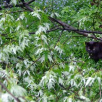 black cat in fallen tree