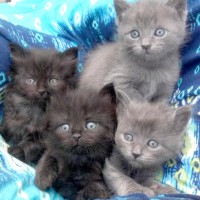 four kittens