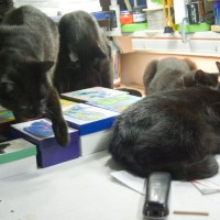 four black cats on table