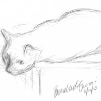 pencil sketch of cat