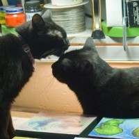 two black cats