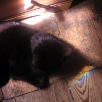 black cat with rainbow