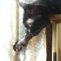 black cat with lace curtain