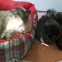 two cats.