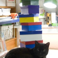 black cat with stack of boxes