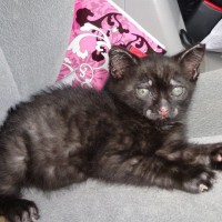 black kitten