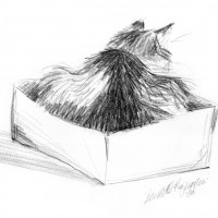 pencil sketch of cat in box