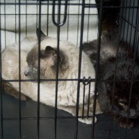 two cats in cage