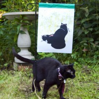 black cat with garden flag