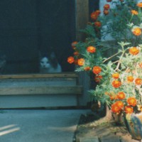 two cats at door