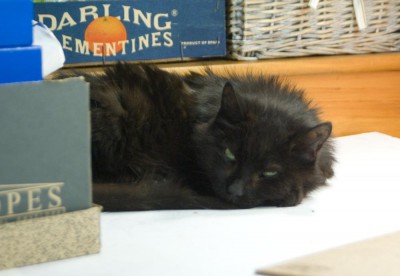 black cat with green eyes