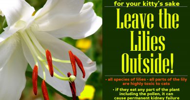 And Don’t Forget: Leave the Lilies Outside! And Don’t Forget: Leave the Lilies Outside!