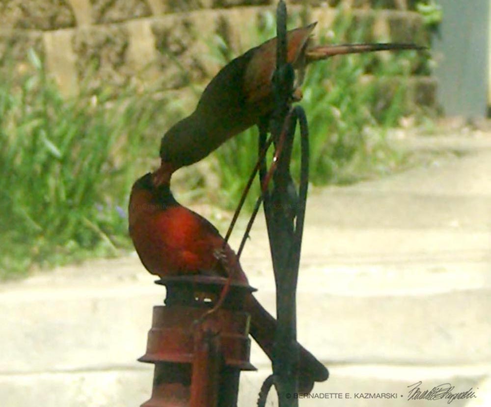 Kissing Cardinals