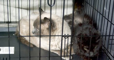 Pets and Evacuation, Truths and Myths Pets and Evacuation, Truths and Myths