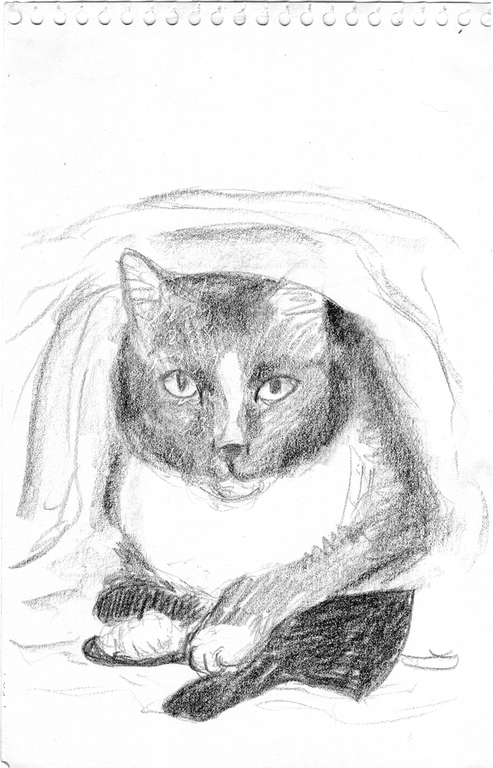 pencil sketch of cat under quilt with glove