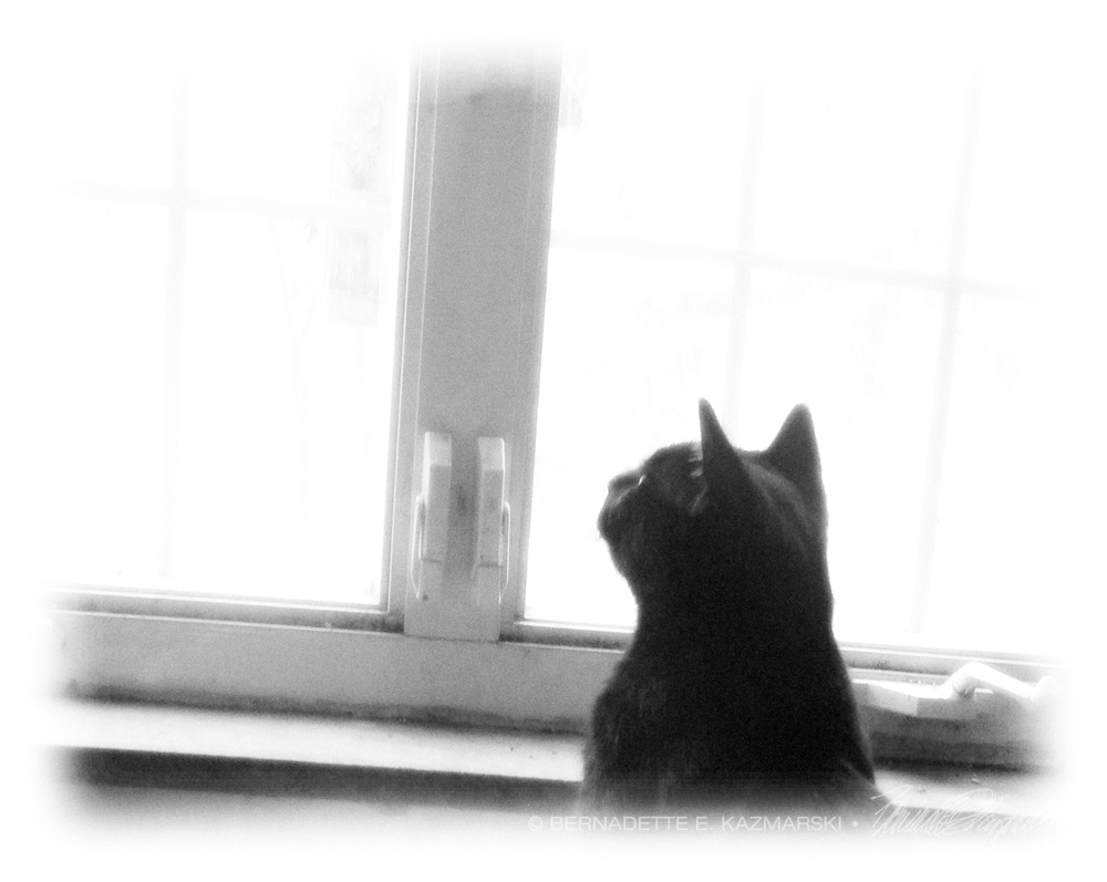 Giuseppe looking out window