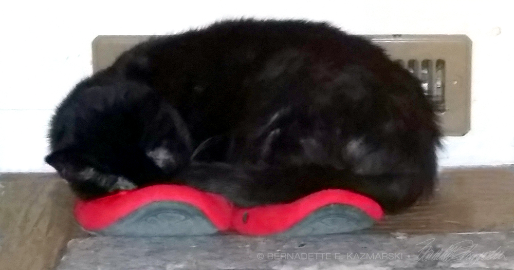 black cat sleeping on red slippers