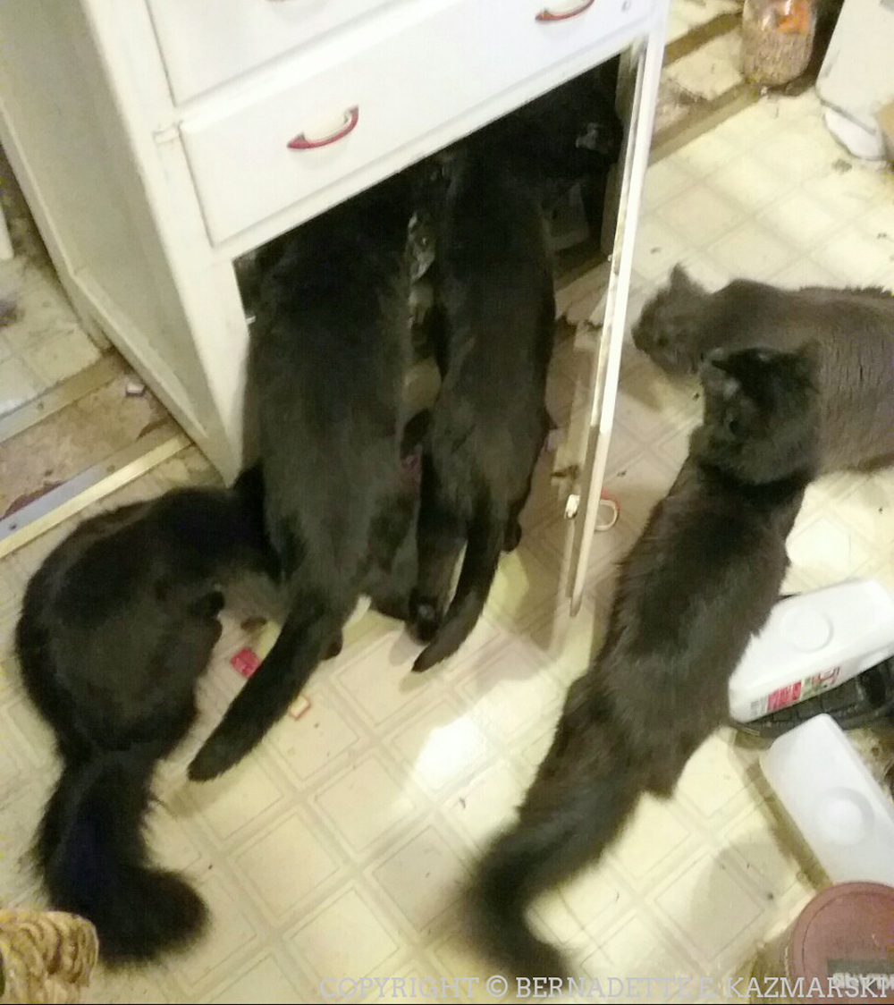 Six cats inspect the cabinet.